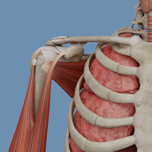 VOKA 3D Anatomie Atlas Lernen